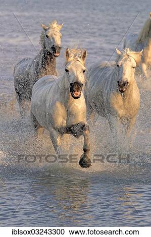 "Camargue horses (Equus ferus caballus) galloping through water, Saintes-Maries-de-la-Mer, Departement Bouches-du-Rhone, Region Provence-Alpes-Cote d? ÇÖAzur d? ÇÖAzur, France, Europe" View Large Photo Image Stock Image - "Camargue horses (Equus ferus caballus) galloping through water, Saintes-Maries-de-la-Mer, Departement Bouches-du-Rhone, Region Provence-Alpes-Cote d? ÇÖAzur d? ÇÖAzur, France, Europe". Fotosearch