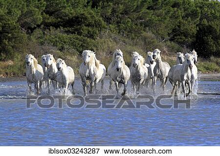 "Camargue horses (Equus ferus caballus) galloping through water, Saintes-Maries-de-la-Mer, Departement Bouches-du-Rhone, Region Provence-Alpes-Cote d? ÇÖAzur d? ÇÖAzur, France, Europe" View Large Photo Image Stock Photo - "Camargue horses (Equus ferus caballus) galloping through water, Saintes-Maries-de-la-Mer, Departement Bouches-du-Rhone, Region Provence-Alpes-Cote d? ÇÖAzur d? ÇÖAzur, France, Europe". Fotosearch