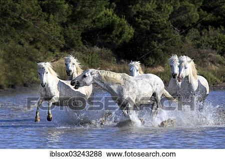 "Camargue horses (Equus ferus caballus) galloping through water, Saintes-Maries-de-la-Mer, Departement Bouches-du-Rhone, Region Provence-Alpes-Cote d? ÇÖAzur d? ÇÖAzur, France, Europe" View Large Photo Image Stock Photo - "Camargue horses (Equus ferus caballus) galloping through water, Saintes-Maries-de-la-Mer, Departement Bouches-du-Rhone, Region Provence-Alpes-Cote d? ÇÖAzur d? ÇÖAzur, France, Europe". Fotosearch