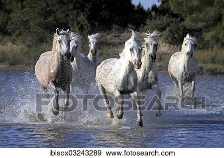 "Camargue horses (Equus ferus caballus) galloping through water, Saintes-Maries-de-la-Mer, Departement Bouches-du-Rhone, Region Provence-Alpes-Cote d? ÇÖAzur d? ÇÖAzur, France, Europe" View Large Photo Image Stock Photo - "Camargue horses (Equus ferus caballus) galloping through water, Saintes-Maries-de-la-Mer, Departement Bouches-du-Rhone, Region Provence-Alpes-Cote d? ÇÖAzur d? ÇÖAzur, France, Europe". Fotosearch