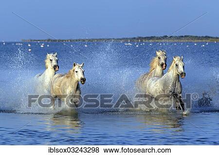 Stock Photo - "Camargue horses (Equus ferus caballus) galloping through water, Saintes-Maries-de-la-Mer, Departement Bouches-du-Rhone, Region Provence-Alpes-Cote d? ÇÖAzur d? ÇÖAzur, France, Europe". Fotosearch