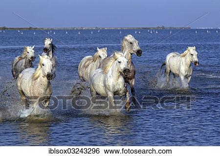 "Camargue horses (Equus ferus caballus) galloping through water, Saintes-Maries-de-la-Mer, Departement Bouches-du-Rhone, Region Provence-Alpes-Cote d? ÇÖAzur d? ÇÖAzur, France, Europe" View Large Photo Image Stock Photograph - "Camargue horses (Equus ferus caballus) galloping through water, Saintes-Maries-de-la-Mer, Departement Bouches-du-Rhone, Region Provence-Alpes-Cote d? ÇÖAzur d? ÇÖAzur, France, Europe". Fotosearch