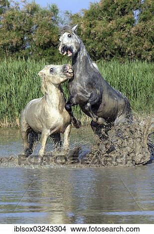 "Camargue horses (Equus ferus caballus), two stallions fighting in the water, Saintes-Maries-de-la-Mer, Departement Bouches-du-Rhone, Region Provence-Alpes-Cote d? ÇÖAzur d? ÇÖAzur, France, Europe" View Large Photo Image Picture - "Camargue horses (Equus ferus caballus), two stallions fighting in the water, Saintes-Maries-de-la-Mer, Departement Bouches-du-Rhone, Region Provence-Alpes-Cote d? ÇÖAzur d? ÇÖAzur, France, Europe". Fotosearch