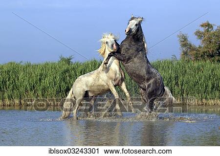 Stock Image - "Camargue horses (Equus ferus caballus), two stallions fighting in the water, Saintes-Maries-de-la-Mer, Departement Bouches-du-Rhone, Region Provence-Alpes-Cote d? ÇÖAzur d? ÇÖAzur, France, Europe". Fotosearch