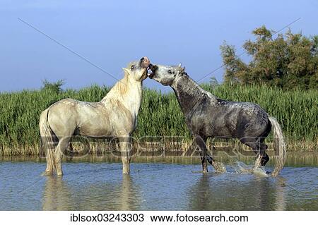 "Camargue horses (Equus ferus caballus), two stallions standing in water, Saintes-Maries-de-la-Mer, Departement Bouches-du-Rhone, Region Provence-Alpes-Cote d? ÇÖAzur d? ÇÖAzur, France, Europe" View Large Photo Image Stock Image - "Camargue horses (Equus ferus caballus), two stallions standing in water, Saintes-Maries-de-la-Mer, Departement Bouches-du-Rhone, Region Provence-Alpes-Cote d? ÇÖAzur d? ÇÖAzur, France, Europe". Fotosearch