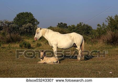 "Camargue horses (Equus ferus caballus), mare with foal, Saintes-Maries-de-la-Mer, Departement Bouches-du-Rhone, Region Provence-Alpes-Cote d? ÇÖAzur d? ÇÖAzur, France, Europe" View Large Photo Image Stock Photo - "Camargue horses (Equus ferus caballus), mare with foal, Saintes-Maries-de-la-Mer, Departement Bouches-du-Rhone, Region Provence-Alpes-Cote d? ÇÖAzur d? ÇÖAzur, France, Europe". Fotosearch