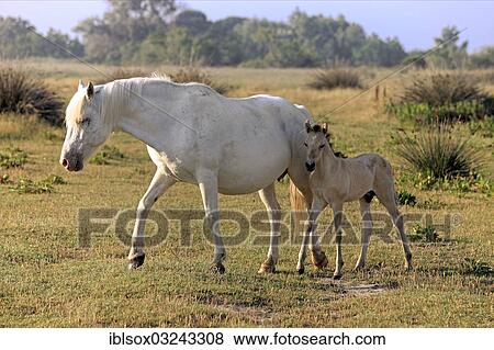 "Camargue horses (Equus ferus caballus), mare with foal, Saintes-Maries-de-la-Mer, Departement Bouches-du-Rhone, Region Provence-Alpes-Cote d? ÇÖAzur d? ÇÖAzur, France, Europe" View Large Photo Image Stock Photo - "Camargue horses (Equus ferus caballus), mare with foal, Saintes-Maries-de-la-Mer, Departement Bouches-du-Rhone, Region Provence-Alpes-Cote d? ÇÖAzur d? ÇÖAzur, France, Europe". Fotosearch