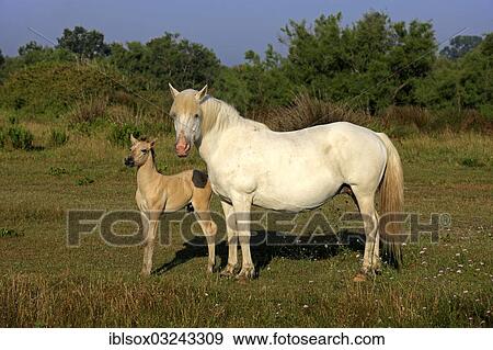 Stock Photo - "Camargue horses (Equus ferus caballus), mare with foal, Saintes-Maries-de-la-Mer, Departement Bouches-du-Rhone, Region Provence-Alpes-Cote d? ÇÖAzur d? ÇÖAzur, France, Europe". Fotosearch