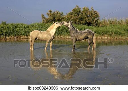Stock Photograph - "Camargue horses (Equus ferus caballus), two stallions standing in water, Saintes-Maries-de-la-Mer, Departement Bouches-du-Rhone, Region Provence-Alpes-Cote d? ÇÖAzur d? ÇÖAzur, France, Europe". Fotosearch