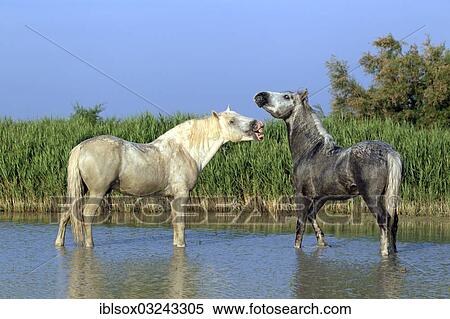 "Camargue horses (Equus ferus caballus), two stallions standing in water, Saintes-Maries-de-la-Mer, Departement Bouches-du-Rhone, Region Provence-Alpes-Cote d? ÇÖAzur d? ÇÖAzur, France, Europe" View Large Photo Image Stock Photography - "Camargue horses (Equus ferus caballus), two stallions standing in water, Saintes-Maries-de-la-Mer, Departement Bouches-du-Rhone, Region Provence-Alpes-Cote d? ÇÖAzur d? ÇÖAzur, France, Europe". Fotosearch