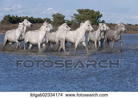 "Camargue horses running in the water, Bouches du Rhone, France, Europe" View Large Photo Image Picture - "Camargue horses running in the water, Bouches du Rhone, France, Europe". Fotosearch