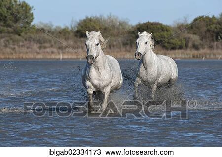 Stock Image - "Camargue horses running in the water, Bouches du Rhone, France, Europe". Fotosearch