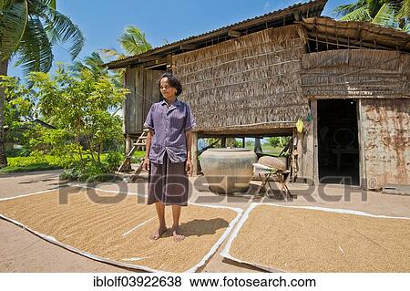 "Cambodian farmer standing on the rice that is drying in the sun, in front of a simple bamboo hut, Kep, Cambodia, Asia" View Large Photo Image Stock Photo - "Cambodian farmer standing on the rice that is drying in the sun, in front of a simple bamboo hut, Kep, Cambodia, Asia". Fotosearch