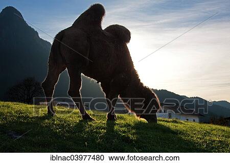 "Camel (Camelus bactrianus) grazing, Thiersee, Tyrol, Austria, Europe" View Large Photo Image Stock Image - "Camel (Camelus bactrianus) grazing, Thiersee, Tyrol, Austria, Europe". Fotosearch