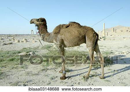 "Camel (Camelus dromedarius) at the ancient city of Palmyra, Tadmur, Syria, Asia" View Large Photo Image Stock Photo - "Camel (Camelus dromedarius) at the ancient city of Palmyra, Tadmur, Syria, Asia". Fotosearch