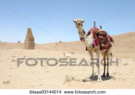 "Camel (Camelus dromedarius) near Tower tomb, Tadmur, Syria, Asia" View Large Photo Image Picture - "Camel (Camelus dromedarius) near Tower tomb, Tadmur, Syria, Asia". Fotosearch