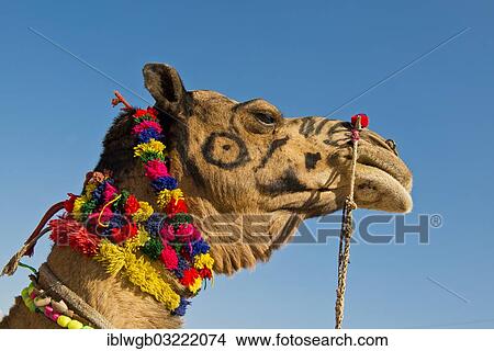 Camel Camelus Dromedarius With Decorations And Colourful Wool