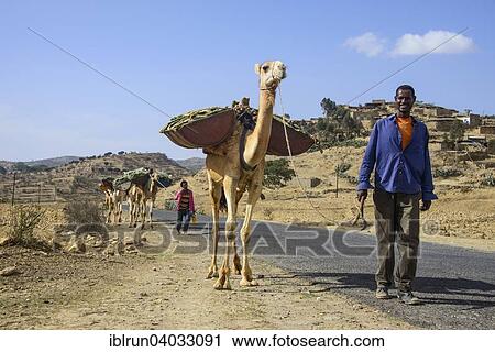 Stock Image - "Camel caravan along the road from Asmarra to Qohaio, Eritrea, Africa". Fotosearch