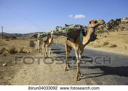 "Camel caravan along the road from Asmarra to Qohaio, Eritrea, Africa" View Large Photo Image Stock Image - "Camel caravan along the road from Asmarra to Qohaio, Eritrea, Africa". Fotosearch