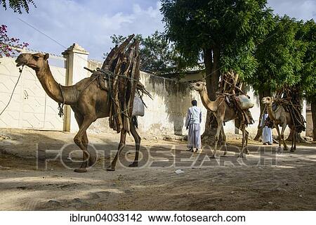 Stock Image - "Camel caravan loaded with firewood walking through Keren, Eritrea, Africa". Fotosearch