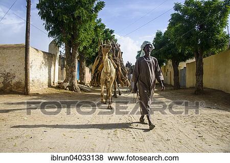 "Camel caravan loaded with firewood walking through Keren, Eritrea, Africa" View Large Photo Image Stock Photo - "Camel caravan loaded with firewood walking through Keren, Eritrea, Africa". Fotosearch