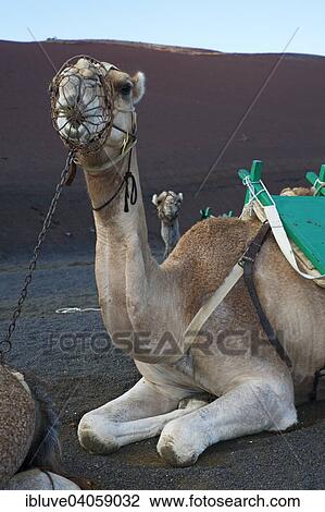 "Camel for tourist rides, Timanfaya National Park, Montanas del Fuego, Fire Mountains, volcanic landscape, Lanzarote, Canary Islands, Spain, Europe" View Large Photo Image Stock Image - "Camel for tourist rides, Timanfaya National Park, Montanas del Fuego, Fire Mountains, volcanic landscape, Lanzarote, Canary Islands, Spain, Europe". Fotosearch