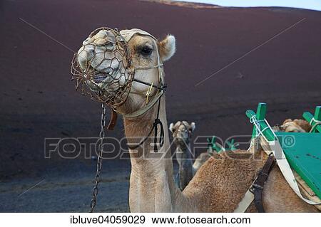 Stock Photo - "Camel for tourist rides, Timanfaya National Park, Montanas del Fuego, Fire Mountains, volcanic landscape, Lanzarote, Canary Islands, Spain, Europe". Fotosearch