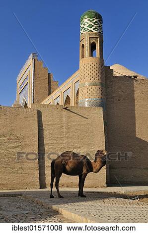 Stock Photo - "Camel in front of Muhammad Rakhim Chan Madrassah, Ichan Kala, historic adobe town of Khiva, Chiva, Silk Road, Unesco World Heritage Site, Uzbekistan, Central Asia, Asia". Fotosearch