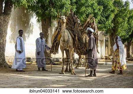 "Camel loaded with firewood walking through Keren, Eritrea, Africa" View Large Photo Image Stock Image - "Camel loaded with firewood walking through Keren, Eritrea, Africa". Fotosearch