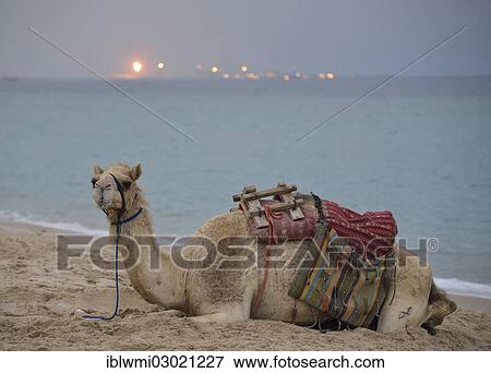"Camel lying on the beach, Inland Sea, desert miracle of Qatar, petrochemical plant, gas production facility at back, Khor Al Udeid Beach, auch Khor El Deid, Inland Sea, Wustenwunder von Katar, Qatar, Asia" View Large Photo Image Stock Photo - "Camel lying on the beach, Inland Sea, desert miracle of Qatar, petrochemical plant, gas production facility at back, Khor Al Udeid Beach, auch Khor El Deid, Inland Sea, Wustenwunder von Katar, Qatar, Asia". Fotosearch