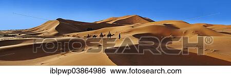 "Camel ride on the Sahara sand dunes of erg Chebbi, Morocco, Africa" View Large Photo Image Stock Photograph - "Camel ride on the Sahara sand dunes of erg Chebbi, Morocco, Africa". Fotosearch