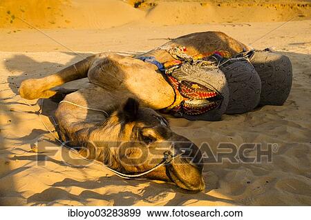 "Camel Safari around Pushkar, Rajasthan, India, Asia" View Large Photo Image Stock Photo - "Camel Safari around Pushkar, Rajasthan, India, Asia". Fotosearch