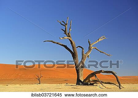 "Camel thorn tree (Acacia erioloba) in the morning light, Deadvlei, Sossusvlei, Namib-Naukluft Park, Namib Desert, Namibia, Africa" View Large Photo Image Stock Photography - "Camel thorn tree (Acacia erioloba) in the morning light, Deadvlei, Sossusvlei, Namib-Naukluft Park, Namib Desert, Namibia, Africa". Fotosearch