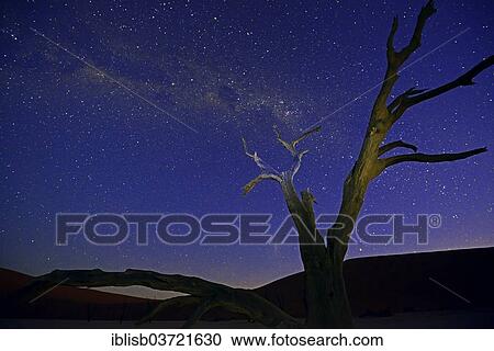 Stock Image - "Camel thorn tree (Acacia erioloba), under a starry sky with Milky Way, Deadvlei, Sossusvlei, Namib-Naukluft Park, Namib Desert, Namibia, Africa". Fotosearch