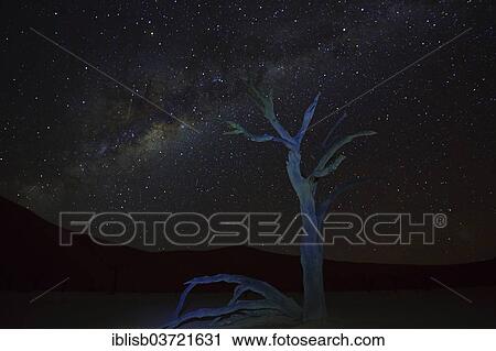 "Camel thorn tree (Acacia erioloba), under a starry sky with Milky Way, Deadvlei, Sossusvlei, Namib-Naukluft Park, Namib Desert, Namibia, Africa" View Large Photo Image Stock Image - "Camel thorn tree (Acacia erioloba), under a starry sky with Milky Way, Deadvlei, Sossusvlei, Namib-Naukluft Park, Namib Desert, Namibia, Africa". Fotosearch