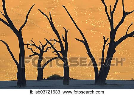 "Camel thorn trees (Acacia erioloba), silhouetted in the morning light, Deadvlei, Sossusvlei, Namib-Naukluft Park, Namib Desert, Namibia, Africa" View Large Photo Image Stock Image - "Camel thorn trees (Acacia erioloba), silhouetted in the morning light, Deadvlei, Sossusvlei, Namib-Naukluft Park, Namib Desert, Namibia, Africa". Fotosearch