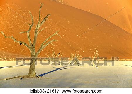 Stock Photo - "Camel thorn trees (Acacia erioloba), in the last evening light, Deadvlei, Sossusvlei, Namib-Naukluft Park, Namib Desert, Namibia, Africa". Fotosearch