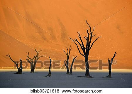 Stock Photo - "Camel thorn trees (Acacia erioloba), in the last evening light, Deadvlei, Sossusvlei, Namib-Naukluft Park, Namib Desert, Namibia, Africa". Fotosearch
