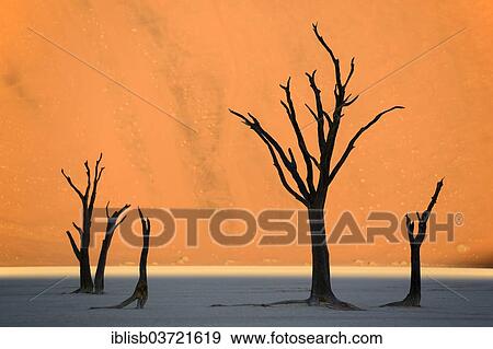 Stock Photo - "Camel thorn trees (Acacia erioloba), in the last evening light, Deadvlei, Sossusvlei, Namib-Naukluft Park, Namib Desert, Namibia, Africa". Fotosearch
