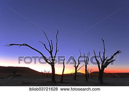 "Camel thorn trees (Acacia erioloba) silhouetted at sunset, Deadvlei, Sossusvlei, Namib-Naukluft Park, Namib Desert, Namibia, Africa" View Large Photo Image Stock Photo - "Camel thorn trees (Acacia erioloba) silhouetted at sunset, Deadvlei, Sossusvlei, Namib-Naukluft Park, Namib Desert, Namibia, Africa". Fotosearch