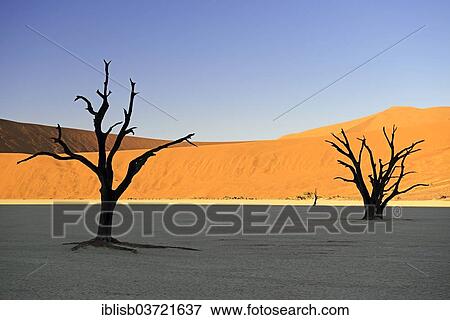 "Camel thorn trees (Acacia erioloba), silhouetted in the morning light, Deadvlei, Sossusvlei, Namib-Naukluft Park, Namib Desert, Namibia, Africa" View Large Photo Image Stock Photo - "Camel thorn trees (Acacia erioloba), silhouetted in the morning light, Deadvlei, Sossusvlei, Namib-Naukluft Park, Namib Desert, Namibia, Africa". Fotosearch