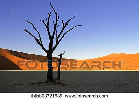 "Camel thorn trees (Acacia erioloba), silhouetted in the morning light, Deadvlei, Sossusvlei, Namib-Naukluft Park, Namib Desert, Namibia, Africa" View Large Photo Image Stock Photo - "Camel thorn trees (Acacia erioloba), silhouetted in the morning light, Deadvlei, Sossusvlei, Namib-Naukluft Park, Namib Desert, Namibia, Africa". Fotosearch