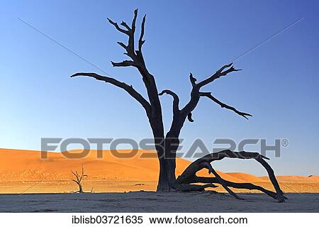 "Camel thorn trees (Acacia erioloba), silhouetted in the morning light, Deadvlei, Sossusvlei, Namib-Naukluft Park, Namib Desert, Namibia, Africa" View Large Photo Image Stock Photography - "Camel thorn trees (Acacia erioloba), silhouetted in the morning light, Deadvlei, Sossusvlei, Namib-Naukluft Park, Namib Desert, Namibia, Africa". Fotosearch