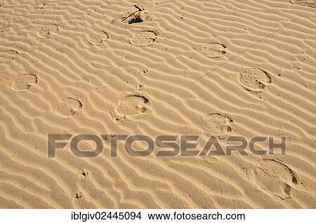"Camel tracks in the sand, Morocco, Africa" View Large Photo Image Picture - "Camel tracks in the sand, Morocco, Africa". Fotosearch