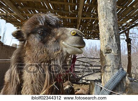 Stock Image - "Camel waiting for the next camel caravan with tourists in a simple shelter from the sand dunes of the Gobi Desert, near Dunhuang, Silk Road, Gansu, China, Asia". Fotosearch