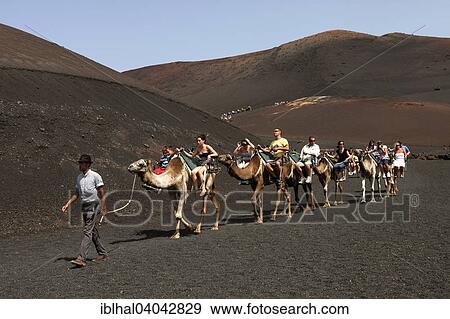 Stock Photo - "Camelback riding for tourists, camels, dromedaries in the Timanfaya National Park, Fire Mountains, volcanic landscape, Lanzarote, Canary Islands, Spain, Europe". Fotosearch