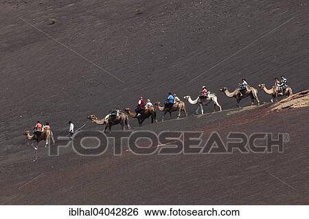 Stock Photograph - "Camelback riding for tourists, camels, dromedaries in the Timanfaya National Park, Fire Mountains, volcanic landscape, Lanzarote, Canary Islands, Spain, Europe". Fotosearch