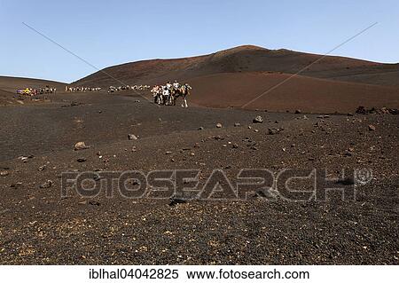 "Camelback riding for tourists, camels, dromedaries in the Timanfaya National Park, Fire Mountains, volcanic landscape, Lanzarote, Canary Islands, Spain, Europe" View Large Photo Image Stock Photography - "Camelback riding for tourists, camels, dromedaries in the Timanfaya National Park, Fire Mountains, volcanic landscape, Lanzarote, Canary Islands, Spain, Europe". Fotosearch