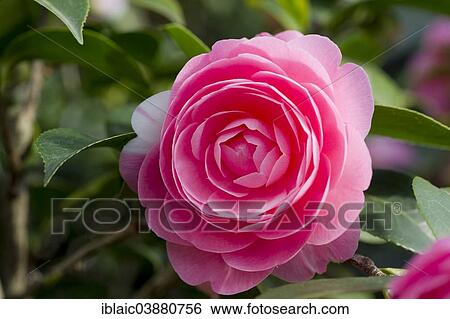 "Camellia (Camellia, hybrid)" View Large Photo Image Stock Photograph - "Camellia (Camellia, hybrid)". Fotosearch