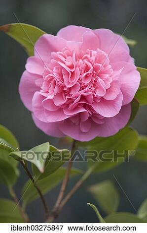 "Camellia (Camellia japonica hybrid), Haren, Emsland, Lower Saxony, Germany, Europe" View Large Photo Image Stock Photo - "Camellia (Camellia japonica hybrid), Haren, Emsland, Lower Saxony, Germany, Europe". Fotosearch